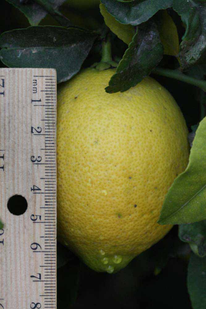              Fruit (Riverside, CA)       